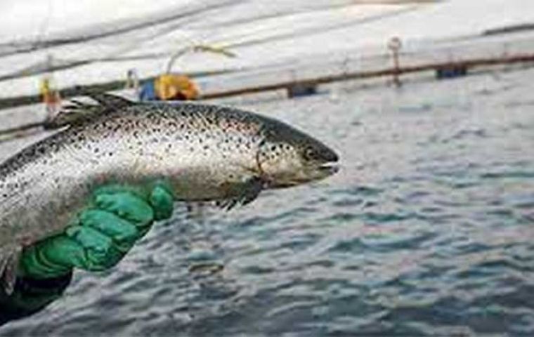 В отчете выявлено 865 миллионов случаев смертности лосося в период с 2012 по 2022 год, причем эта смертность увеличивалась на протяжении десятилетия. 