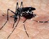 Local authorities will hold a rally on Saturday to boost awareness against the aedes aegypti mosquito