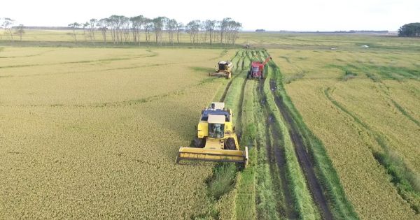Rice harvest in Uruguay expected to generate US$ 700 million in exports - Vimarsana News