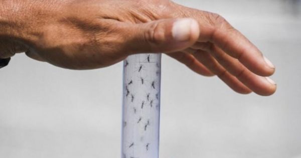 Dengue kills over 1,000 people in Brazil so far this year - Vimarsana News