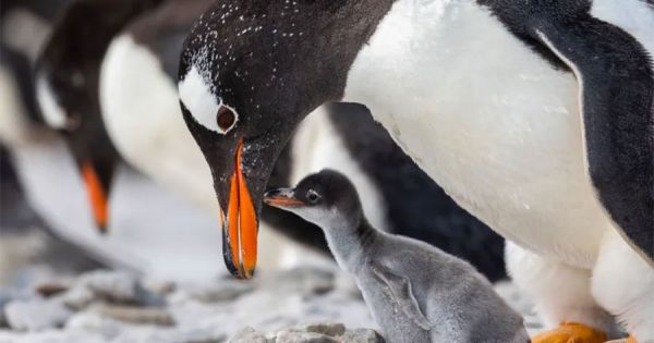 Praise for Falklands Conservation in The Times list of charities to support in 2024 - Vimarsana News