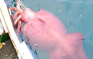  The creature, known as a colossal squid and is thought to be the largest squid ever found anywhere in the world