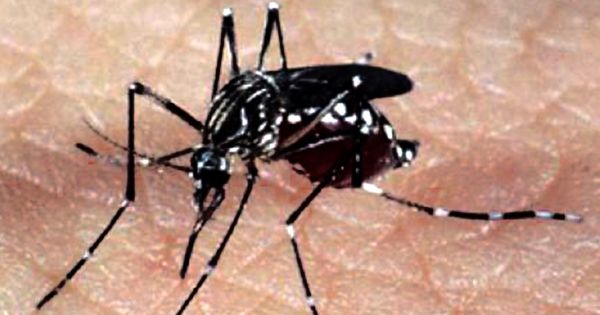 PAHO and Argentine authorities join forces to tackle dengue crisis - Vimarsana News