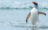 Falkland Islands are nesting sites for five of the 18 species of penguin - King, Gentoo, Southern Rockhopper, Magellanic and Macaroni