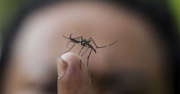 Todos los casos de dengue en Chile continental son importados – MercoPress