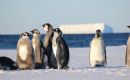 A 6-year assessment of low sea-ice impacts on emperor penguins by Fretwell, P. is published in Antarctic Science.