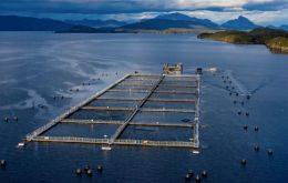 In neighboring Chile large scale commercial aquiculture is a booming industry 