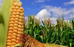 Argentina and China had over a decade ago tried to open up the trade of Argentine corn, most of it GMO, and Beijing was reluctant, and now allegedly has accepted.