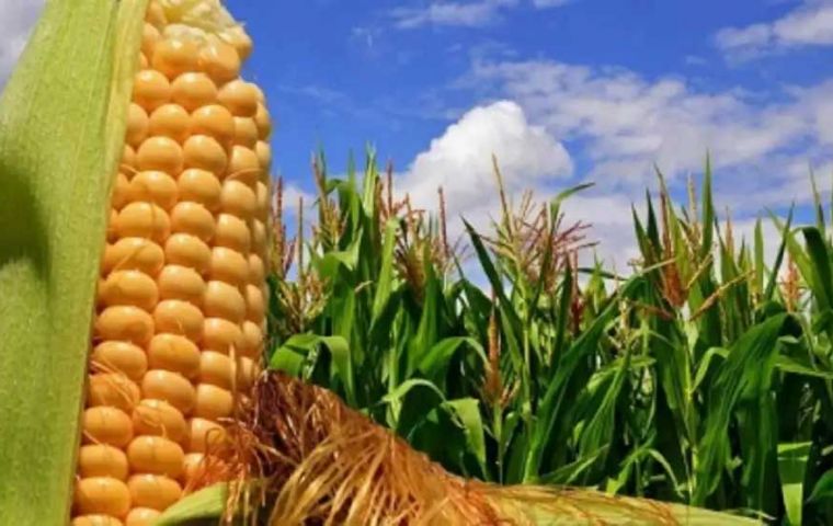 Argentina and China had over a decade ago tried to open up the trade of Argentine corn, most of it GMO, and Beijing was reluctant, and now allegedly has accepted.