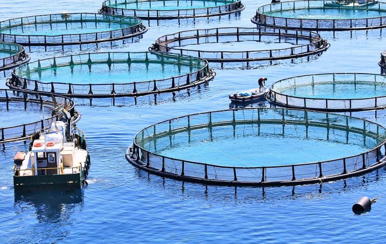 Global aquaculture production reached an unprecedented 130.9 million tons, of which 94.4m tons are aquatic animals, 51% of the total aquatic animal production. 