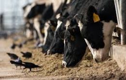 Samples were collected and sent to the University of Minnesota Veterinary Diagnostic Laboratory, which confirmed the presence of the virus in cows