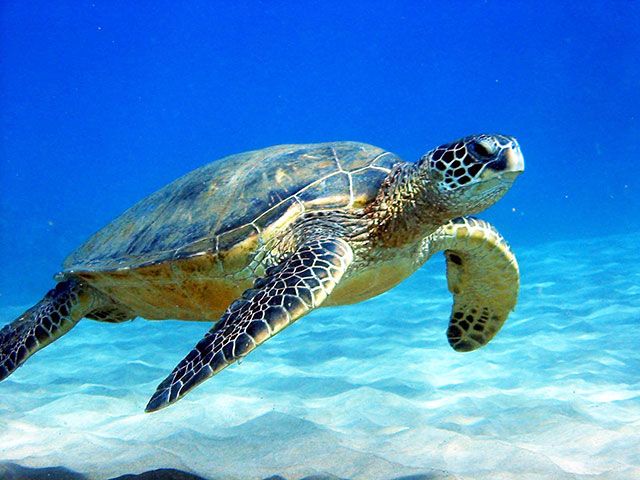 noaa fisheries names three latam countries in ille