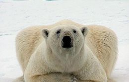 High-melt blip or low-melt blip will have to wait until next Arctic summer