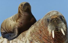 A 3-month old walrus calf finds refuge on her mother’s back. © Paul Nicklen/National Geographic Stock / WWF-Canada.