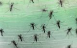 Federal health authorities will be deploying a biotechnological tactic to disarm the Aedes Aegypti mosquito