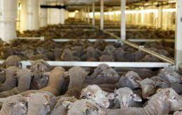 Live export is controversial because of often-difficult onboard conditions for the livestock, triggering the response from animal welfare groups.
